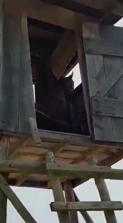 Polish forest officer encounters a Lynx in a hunting stand