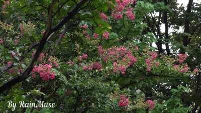 Flowers and rain