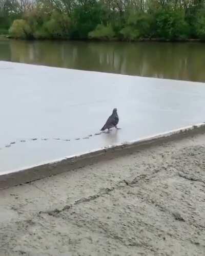 A pidgeon walking on fresh concrete