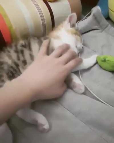 To shake hands with the sleepy head kitten