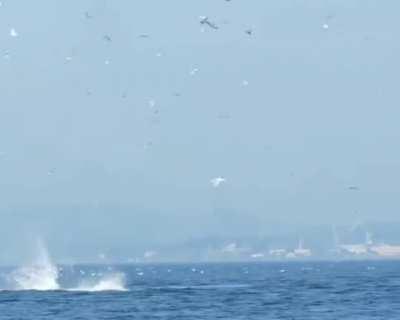 🔥 Orca puts seal 80 feet into the air.