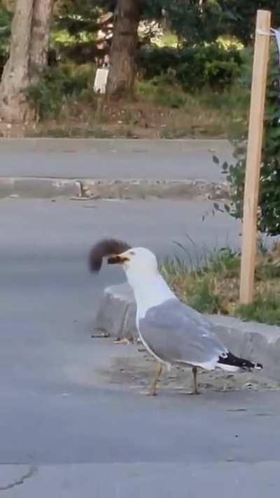 I'll have that to go. Seagull swallows entire squirrel