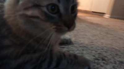 My cat Flipper responds the same way I do when someone puts a camera on me…