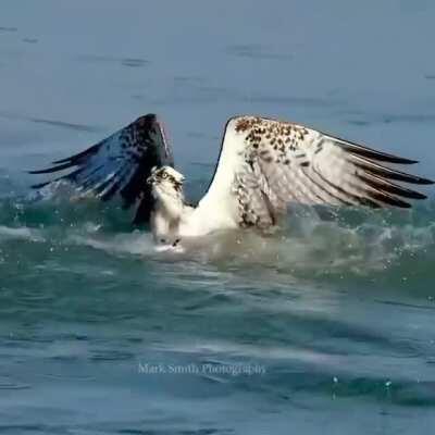 Osprey dives for a fish