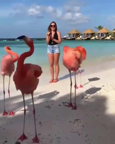 Flamingo dance ends in a fight