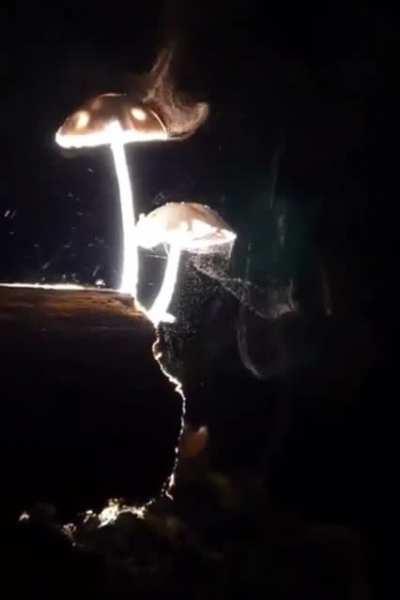 mushrooms releasing spores into the wild