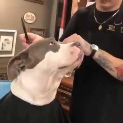 This Pitbull is getting a hair cut!