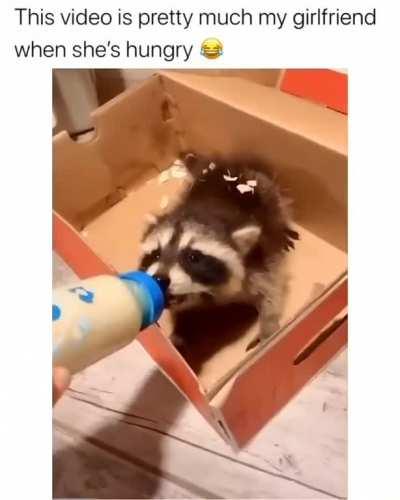 Feeding baby raccoon.