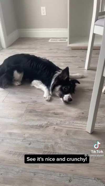 Dog tries broccoli for the first time