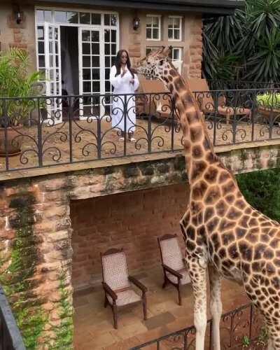 Feeding a Giraffe from your balcony.