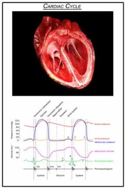 The cardiac cycle is the performance of the human heart from the beginning of one heartbeat to the beginning of the next