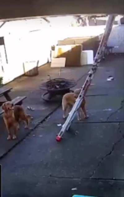 Dog literally climbs the ladder.