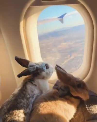 bunny rabbits going on a trip!