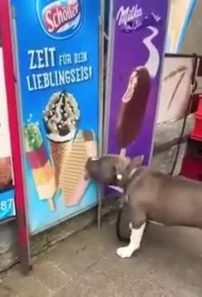 Doggo attempts to enjoy a delicious ice-cream