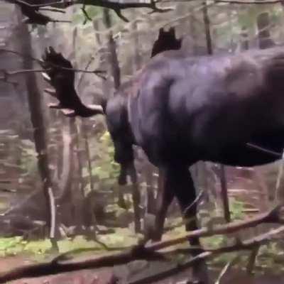 Look how big this moose is