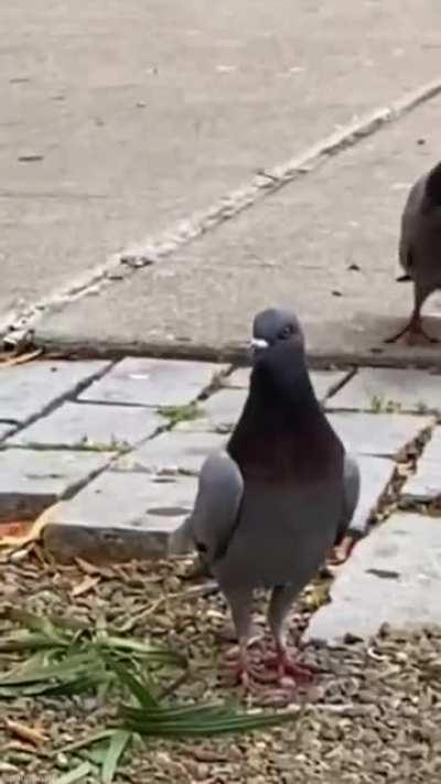 Pigeon Rave