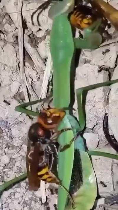 🔥A wasp eating a mantis alive which is eating a wasp alive.