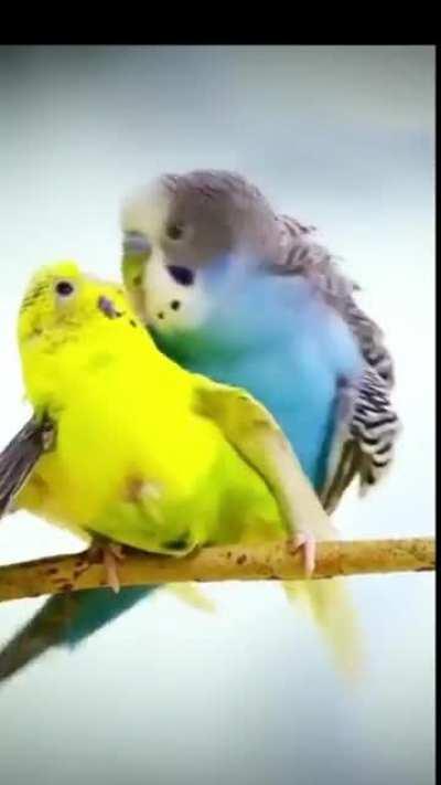 So Budgerigars Kiss When Mating? Wow. And Also What's Up This Other Guy Trying BUDGE His Way In Some Action, Seriously Dude Get Out Of Here