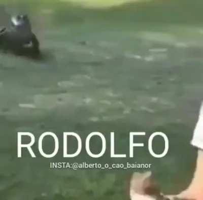 Rodolfo