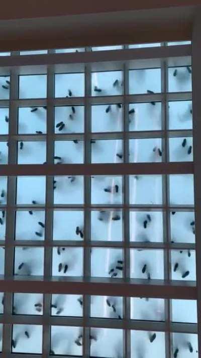 Ants on frosted glass