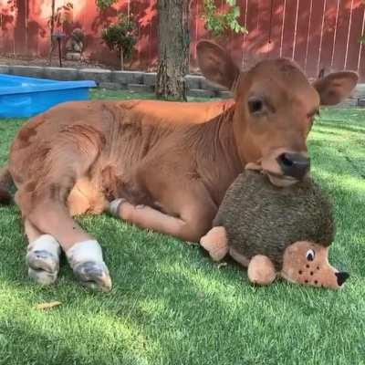 Lewis found his favorite toy at The Gentle Barn