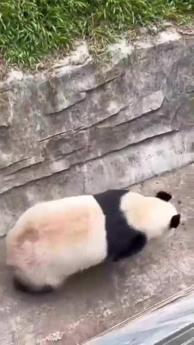 This panda is tumbling down the hill and still landing perfectly.