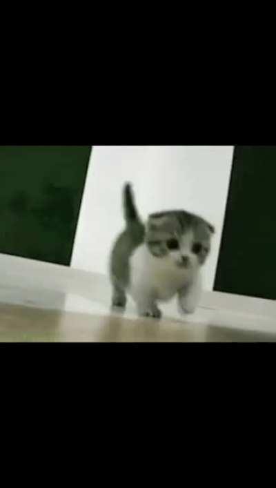 Scottish Fold Munchkin GIF