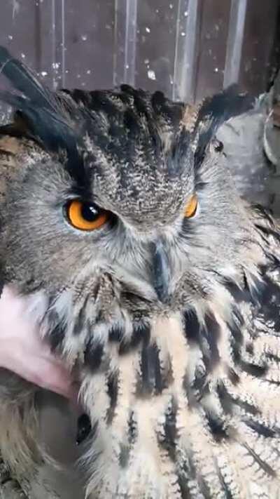 A big Owl momma hiding her chicks