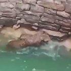 A community saves a leopard from a well