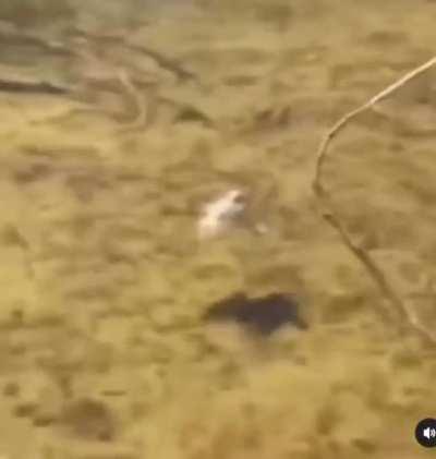 I need an ID check on this bird. Currently, there are 16 types of birds that can fly underwater. The closest I can find to this one is an American Dipper.