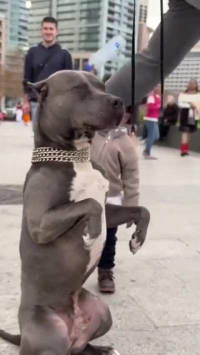 Toddler hitting a pit bull in the head with a water bottle