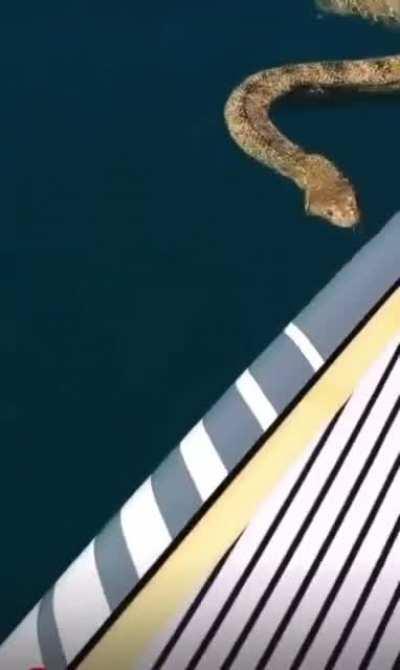 🔥 Sea snake swims up to paddle boarder to say hello