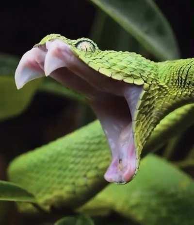 🔥 Ever seen a snake yawn? Well, now you have!