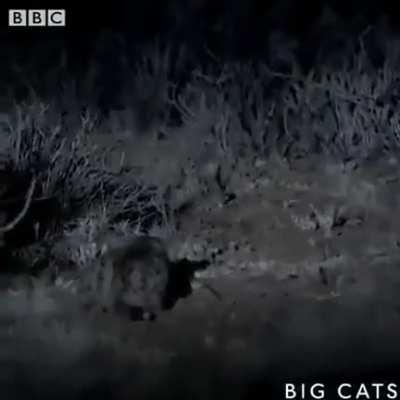 World's deadliest cats