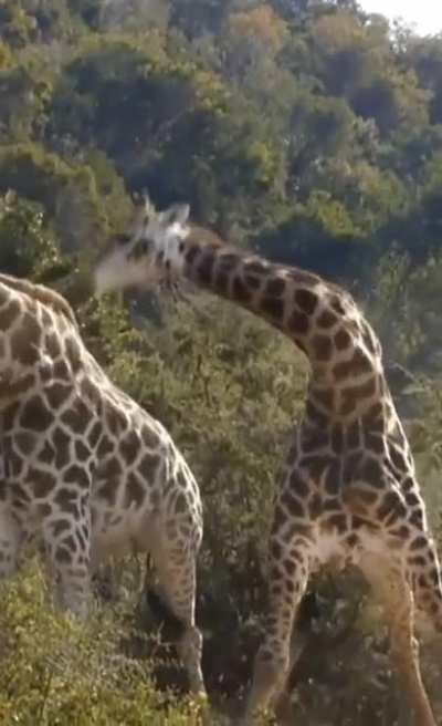 Fight of giraffes