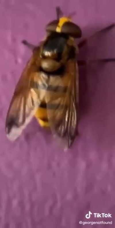 Fat wasp