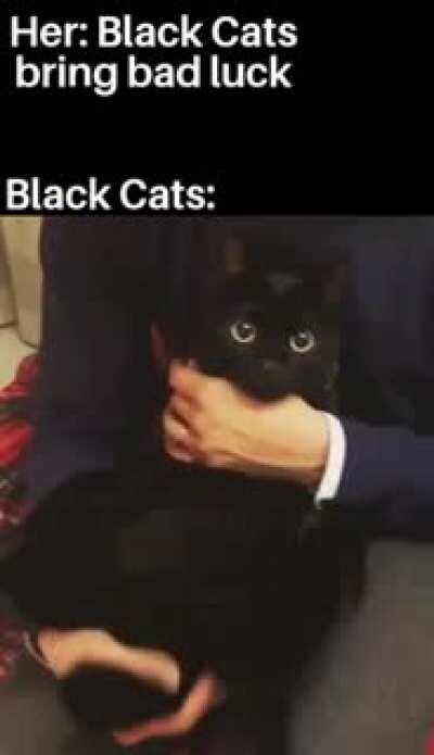 Black cats are so cute