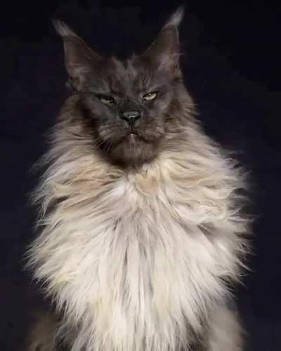 Meet Mr. ViVo, the majestic Maine Coon that often is told he looks like a mix of lion and wolf