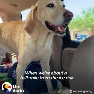 This doggo loves skating!