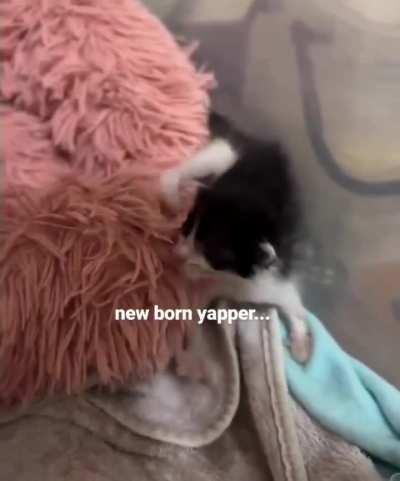 New born wunk yapper