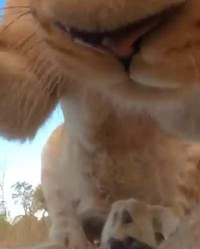 Lion cub steals and chews a camera