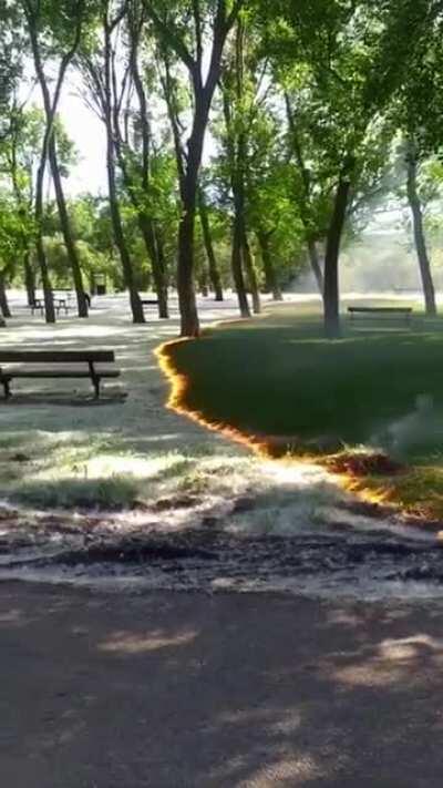 How these webs are cleaned from the ground...