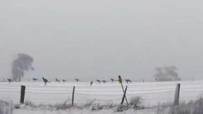 🔥 Kangaroos hopping in the snow in Australia