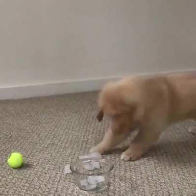 Pupper discovers ice cubes