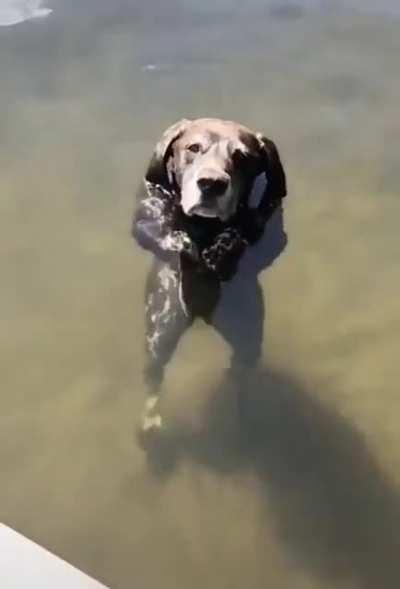 Dog standing in water