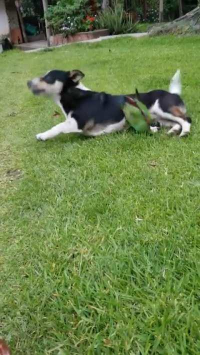 Dog and Parrot Playing