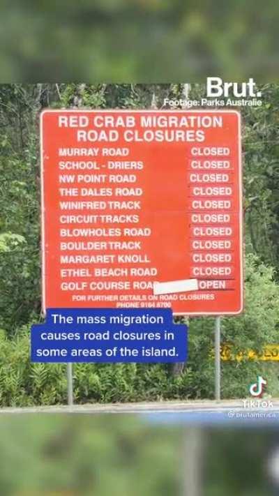 Millions of red crabs are migrating on Australia’s Christmas Island