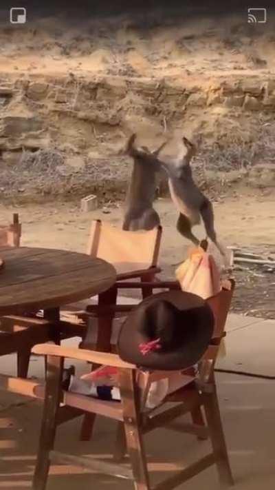 Two kangaroos in an all-out brawl (from animalsbeingjerks)