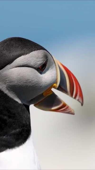 A Atlantic puffin