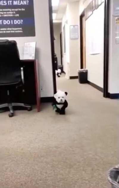 2 dogs in panda costume